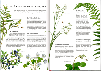 Das große Buch vom Tannenbaum
