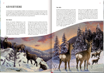 Das große Buch vom Tannenbaum