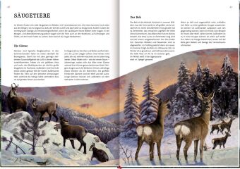 Das große Buch vom Tannenbaum