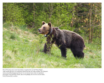 Botschafter des Waldes