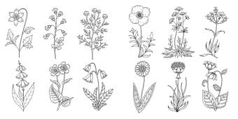 Wundervolle Wildblumen 