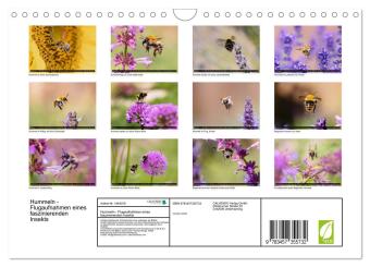 Hummeln - Flugaufnahmen eines faszinierenden Insekts (Wandkalender 2026 DIN A4 quer), CALVENDO Monatskalender