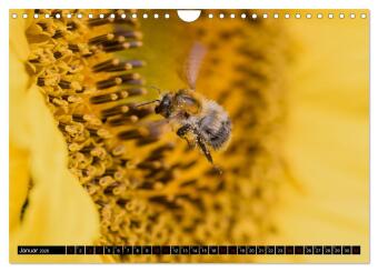 Hummeln - Flugaufnahmen eines faszinierenden Insekts (Wandkalender 2026 DIN A4 quer), CALVENDO Monatskalender