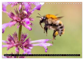 Hummeln - Flugaufnahmen eines faszinierenden Insekts (Wandkalender 2026 DIN A4 quer), CALVENDO Monatskalender