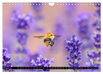Hummeln - Flugaufnahmen eines faszinierenden Insekts (Wandkalender 2026 DIN A4 quer), CALVENDO Monatskalender