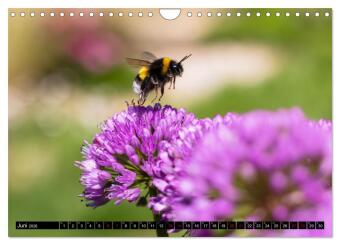 Hummeln - Flugaufnahmen eines faszinierenden Insekts (Wandkalender 2026 DIN A4 quer), CALVENDO Monatskalender