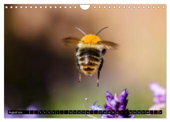 Hummeln - Flugaufnahmen eines faszinierenden Insekts (Wandkalender 2026 DIN A4 quer), CALVENDO Monatskalender