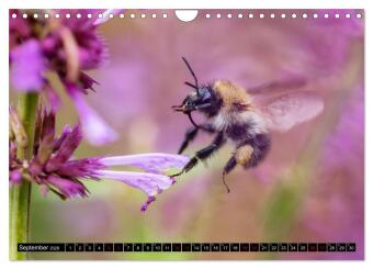 Hummeln - Flugaufnahmen eines faszinierenden Insekts (Wandkalender 2026 DIN A4 quer), CALVENDO Monatskalender
