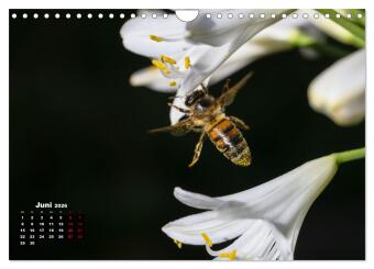 Die Wunderwelt der Biene (Wandkalender 2026 DIN A4 quer), CALVENDO Monatskalender