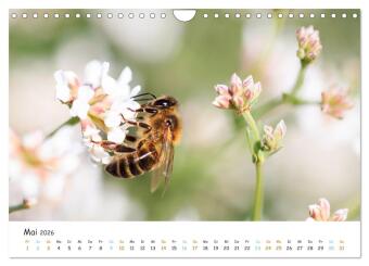 Bee Beautiful - Die phantastische Welt der Bienen (Wandkalender 2026 DIN A4 quer), CALVENDO Monatskalender