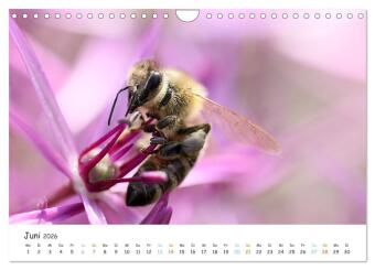 Bee Beautiful - Die phantastische Welt der Bienen (Wandkalender 2026 DIN A4 quer), CALVENDO Monatskalender