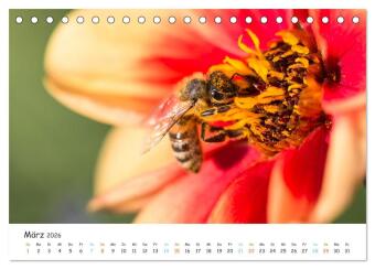 Bee Beautiful - Die phantastische Welt der Bienen (Tischkalender 2026 DIN A5 quer), CALVENDO Monatskalender