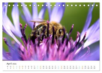 Bee Beautiful - Die phantastische Welt der Bienen (Tischkalender 2026 DIN A5 quer), CALVENDO Monatskalender
