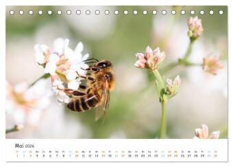 Bee Beautiful - Die phantastische Welt der Bienen (Tischkalender 2026 DIN A5 quer), CALVENDO Monatskalender