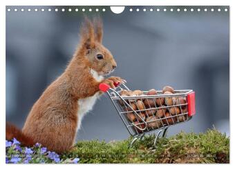 Eichhörnchen Luna und ihre Kinder (Wandkalender 2026 DIN A4 quer), CALVENDO Monatskalender