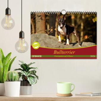 Bullterrier, Powerpakete auf 4 Pfoten (Wandkalender 2026 DIN A4 quer), CALVENDO Monatskalender