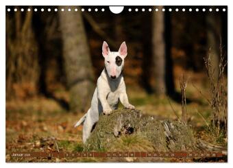 Bullterrier, Powerpakete auf 4 Pfoten (Wandkalender 2026 DIN A4 quer), CALVENDO Monatskalender