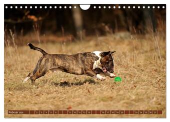 Bullterrier, Powerpakete auf 4 Pfoten (Wandkalender 2026 DIN A4 quer), CALVENDO Monatskalender