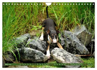 Bullterrier, Powerpakete auf 4 Pfoten (Wandkalender 2026 DIN A4 quer), CALVENDO Monatskalender