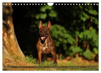 Bullterrier, Powerpakete auf 4 Pfoten (Wandkalender 2026 DIN A4 quer), CALVENDO Monatskalender