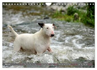 Bullterrier, Powerpakete auf 4 Pfoten (Wandkalender 2026 DIN A4 quer), CALVENDO Monatskalender