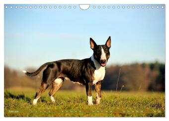 Bullterrier, Powerpakete auf 4 Pfoten (Wandkalender 2026 DIN A4 quer), CALVENDO Monatskalender