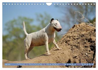 Bullterrier, Powerpakete auf 4 Pfoten (Wandkalender 2026 DIN A4 quer), CALVENDO Monatskalender