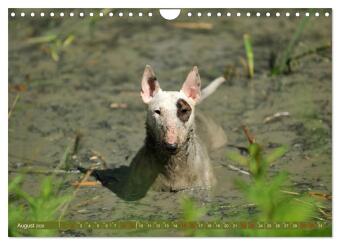 Bullterrier, Powerpakete auf 4 Pfoten (Wandkalender 2026 DIN A4 quer), CALVENDO Monatskalender