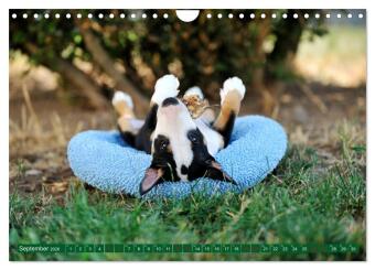 Bullterrier, Powerpakete auf 4 Pfoten (Wandkalender 2026 DIN A4 quer), CALVENDO Monatskalender