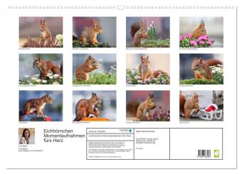 Eichhörnchen Momentaufnahmen fürs Herz (Wandkalender 2026 DIN A2 quer), CALVENDO Monatskalender