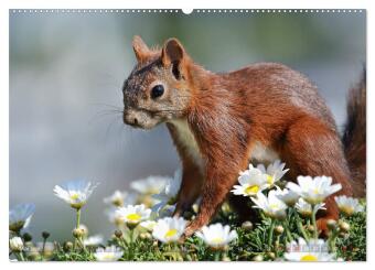 Eichhörnchen Momentaufnahmen fürs Herz (Wandkalender 2026 DIN A2 quer), CALVENDO Monatskalender