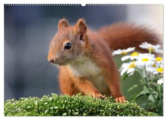 Eichhörnchen Momentaufnahmen fürs Herz (Wandkalender 2026 DIN A2 quer), CALVENDO Monatskalender