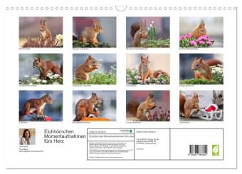 Eichhörnchen Momentaufnahmen fürs Herz (Wandkalender 2026 DIN A3 quer), CALVENDO Monatskalender