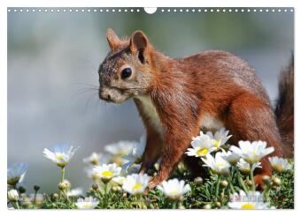 Eichhörnchen Momentaufnahmen fürs Herz (Wandkalender 2026 DIN A3 quer), CALVENDO Monatskalender