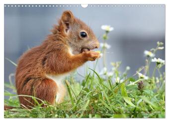 Eichhörnchen Momentaufnahmen fürs Herz (Wandkalender 2026 DIN A3 quer), CALVENDO Monatskalender
