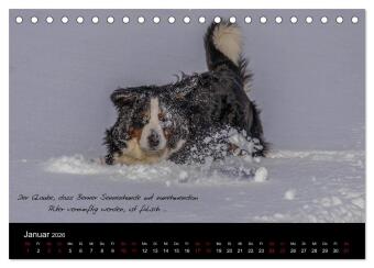 So ist er. Der Berner Sennenhund (Tischkalender 2026 DIN A5 quer), CALVENDO Monatskalender