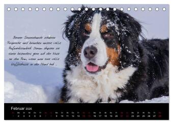 So ist er. Der Berner Sennenhund (Tischkalender 2026 DIN A5 quer), CALVENDO Monatskalender