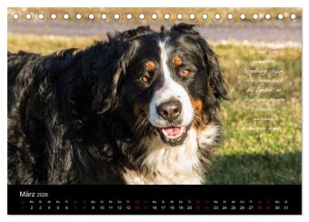 So ist er. Der Berner Sennenhund (Tischkalender 2026 DIN A5 quer), CALVENDO Monatskalender