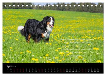 So ist er. Der Berner Sennenhund (Tischkalender 2026 DIN A5 quer), CALVENDO Monatskalender