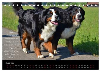 So ist er. Der Berner Sennenhund (Tischkalender 2026 DIN A5 quer), CALVENDO Monatskalender
