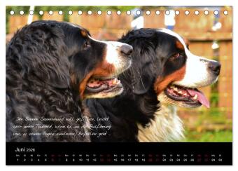So ist er. Der Berner Sennenhund (Tischkalender 2026 DIN A5 quer), CALVENDO Monatskalender