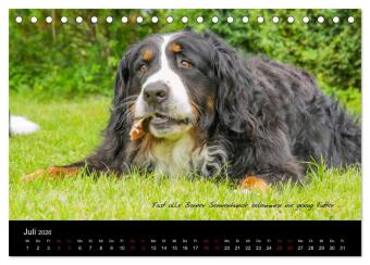 So ist er. Der Berner Sennenhund (Tischkalender 2026 DIN A5 quer), CALVENDO Monatskalender