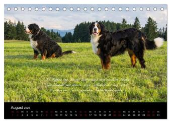 So ist er. Der Berner Sennenhund (Tischkalender 2026 DIN A5 quer), CALVENDO Monatskalender