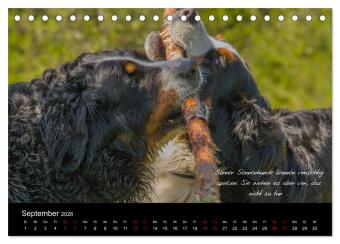 So ist er. Der Berner Sennenhund (Tischkalender 2026 DIN A5 quer), CALVENDO Monatskalender