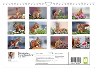 Eichhörnchen Momentaufnahmen fürs Herz (Wandkalender 2026 DIN A4 quer), CALVENDO Monatskalender