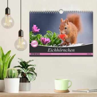 Eichhörnchen Momentaufnahmen fürs Herz (Wandkalender 2026 DIN A4 quer), CALVENDO Monatskalender