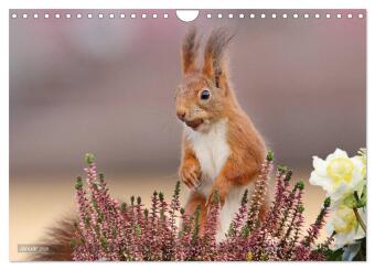 Eichhörnchen Momentaufnahmen fürs Herz (Wandkalender 2026 DIN A4 quer), CALVENDO Monatskalender