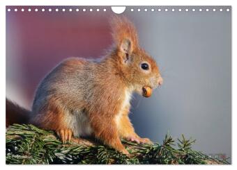 Eichhörnchen Momentaufnahmen fürs Herz (Wandkalender 2026 DIN A4 quer), CALVENDO Monatskalender