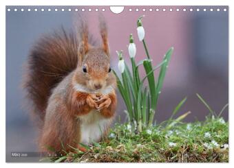 Eichhörnchen Momentaufnahmen fürs Herz (Wandkalender 2026 DIN A4 quer), CALVENDO Monatskalender
