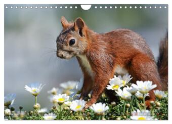 Eichhörnchen Momentaufnahmen fürs Herz (Wandkalender 2026 DIN A4 quer), CALVENDO Monatskalender